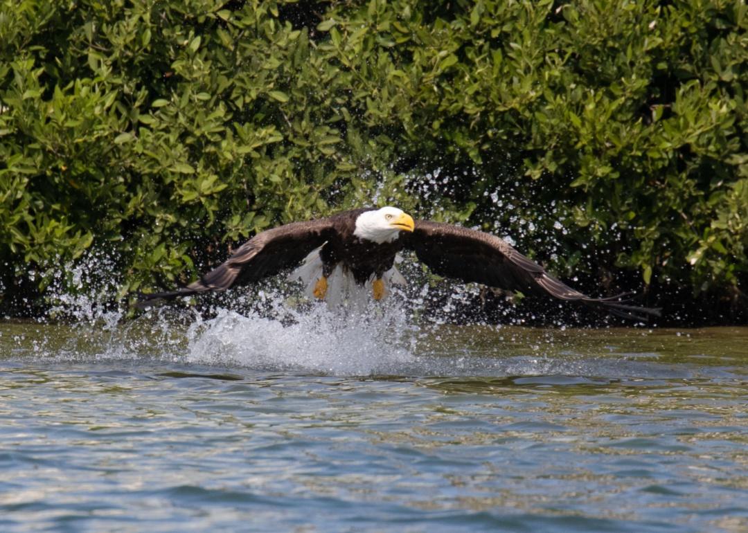 A bald eagle springs from the waterway.