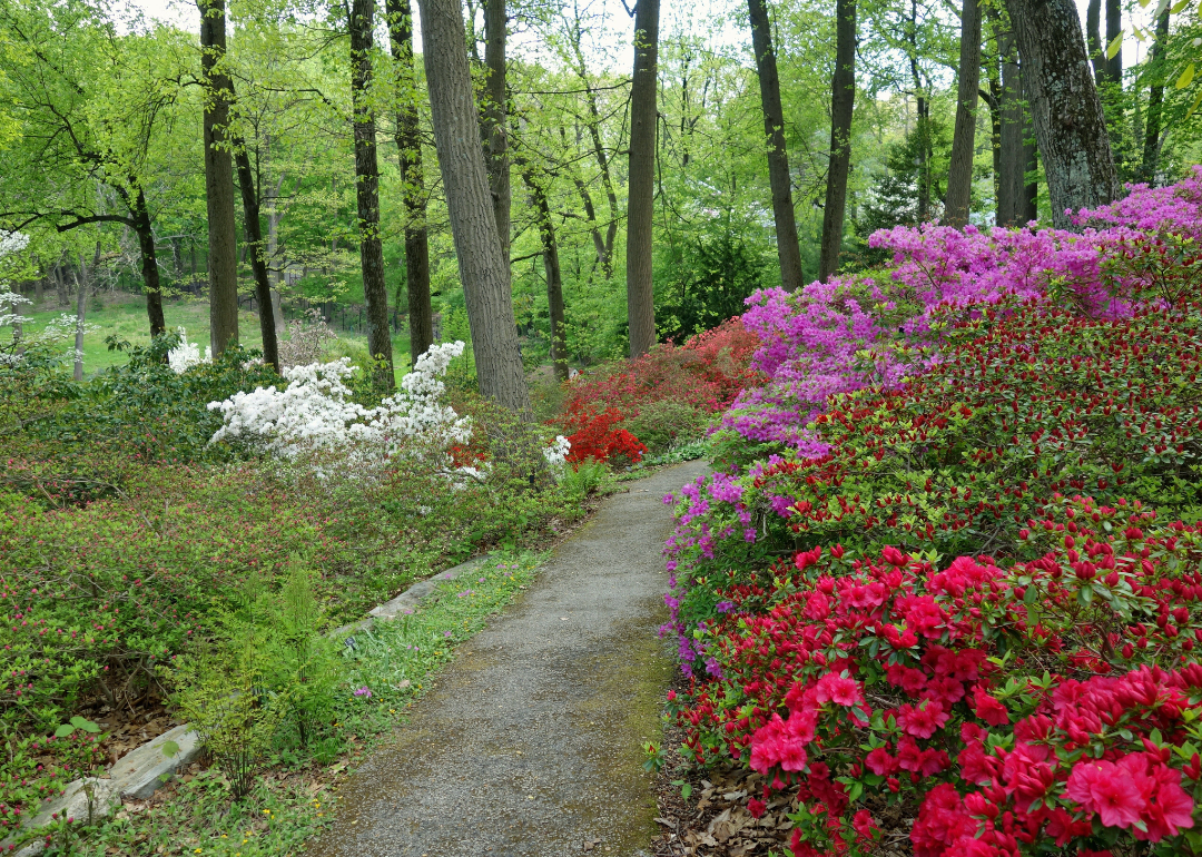 An arboretum trail in Devon lined with colorful flowers.