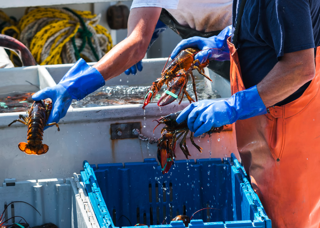 Lobsters being moved from crates to a steel tank. 