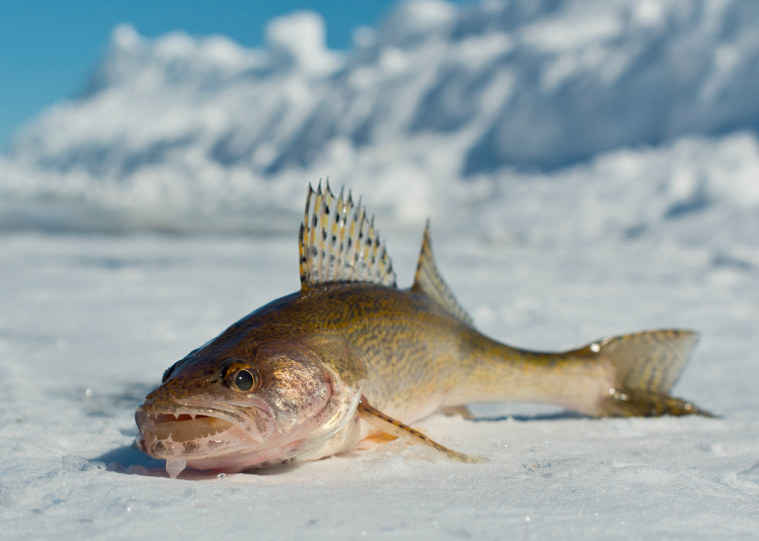 A close up of a fish sitting on snow. 