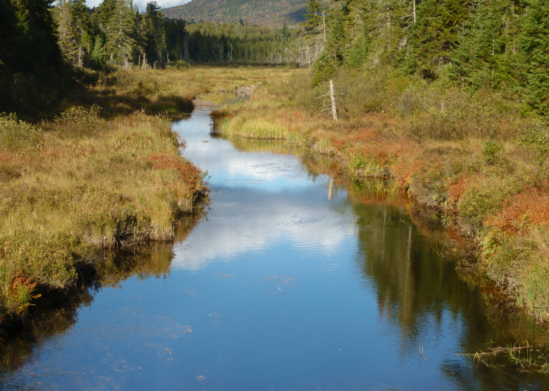 A small, still creek in the midst of forest. 