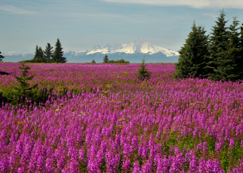 A field full of blooming purple fireweed in front of snow-capped mountains.