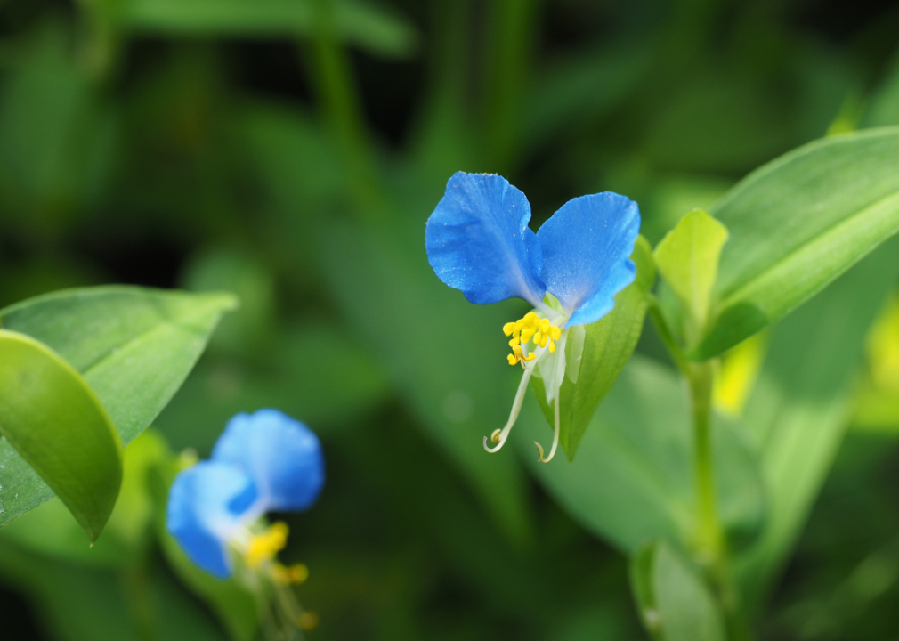 A dayflower with two light blue petals on top and a yellow center.
