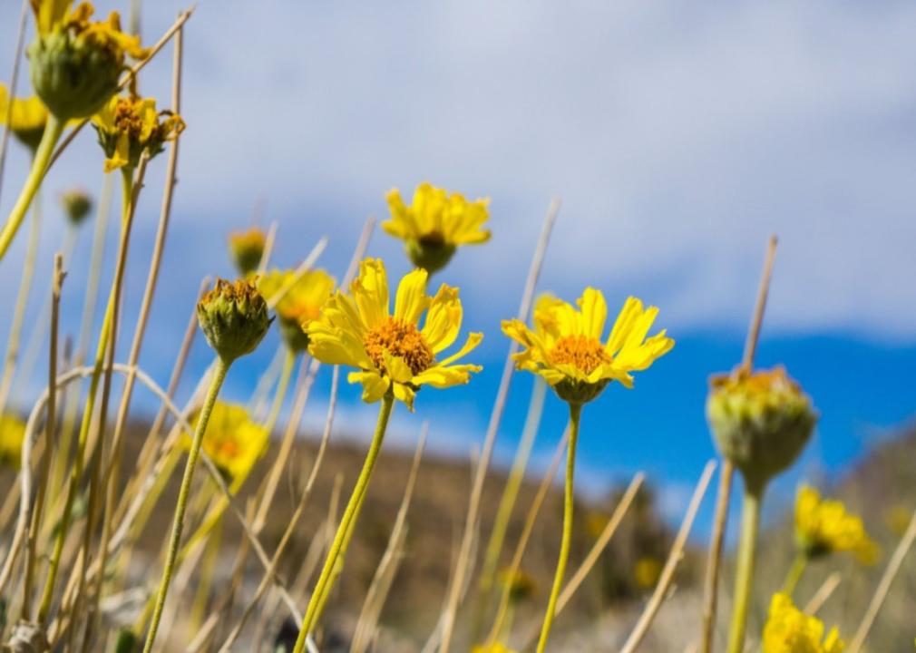 Bright yellow leggy flowers growing in a valley.