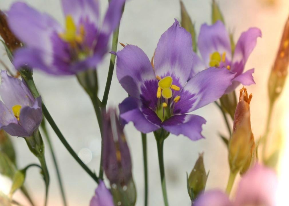Delicate purple flowers with yellow centers.