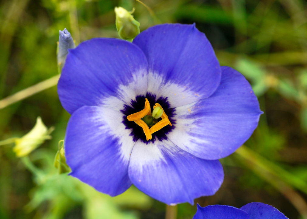 Bright blue flower with orange center.