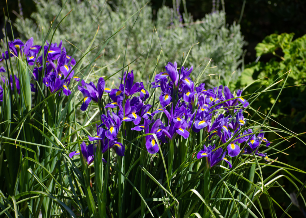 Large blue irises with yellow centers in a garden.