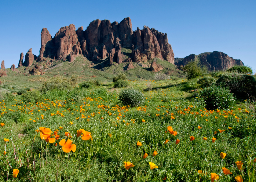 Orange Poppies in a green meadow in front of a mountain.