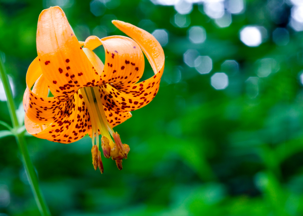 Bright orange Lily with dark orange spots.