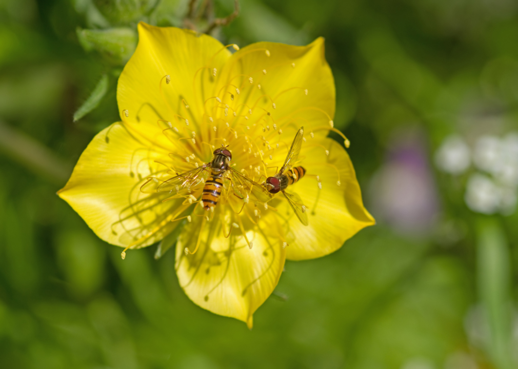 Bright yellow flower with bees in the center.