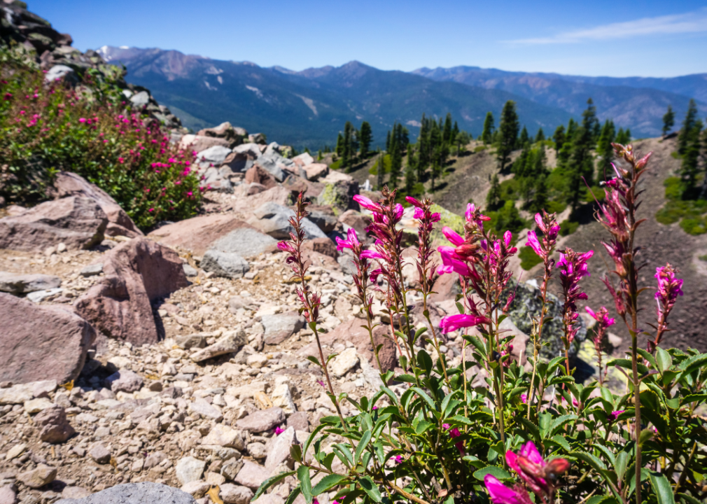 Bright pink bell-shaped flowers bloom on a rocky mountainside.