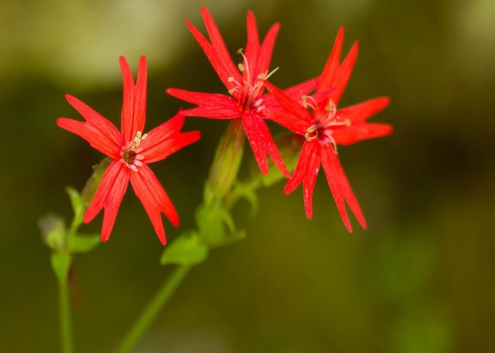 Bright red star-shaped flowers.