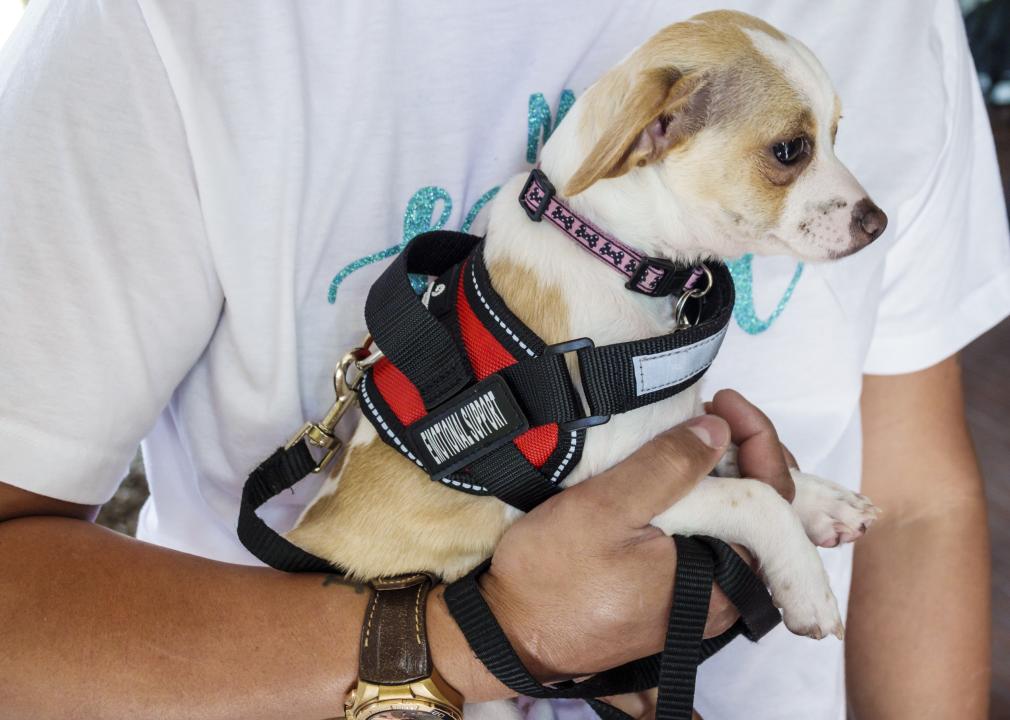 Close-up of an ESA dog in owners hands. 