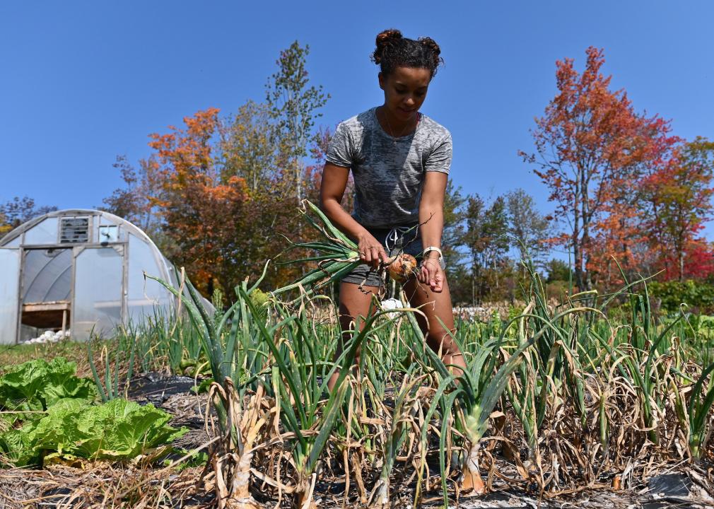 Brooke Bridges, assistant kitchen manager at Soul Fire Farm and public speaker harvests onions.
