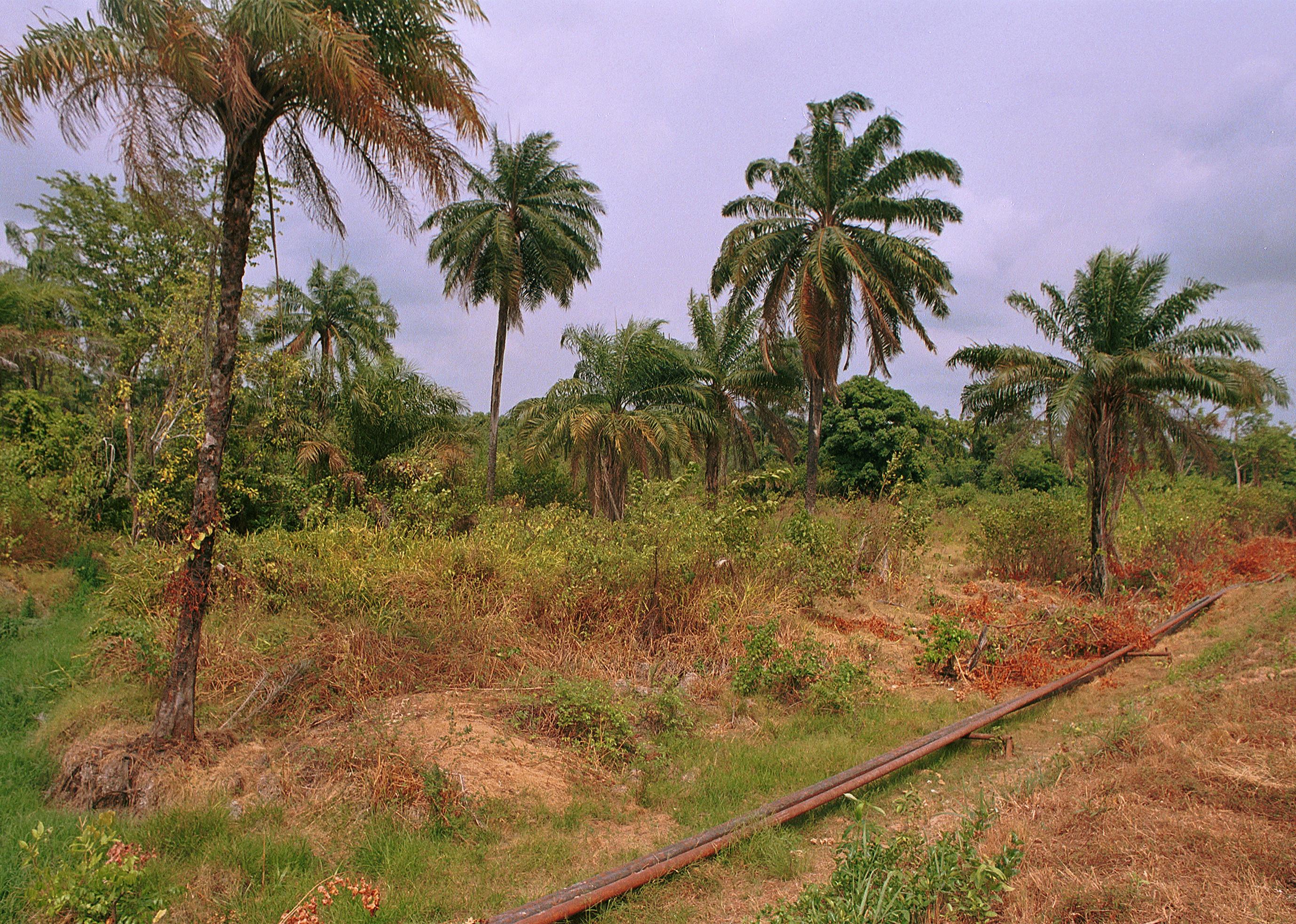 An oil pipeline runs through a Nigerian forest.