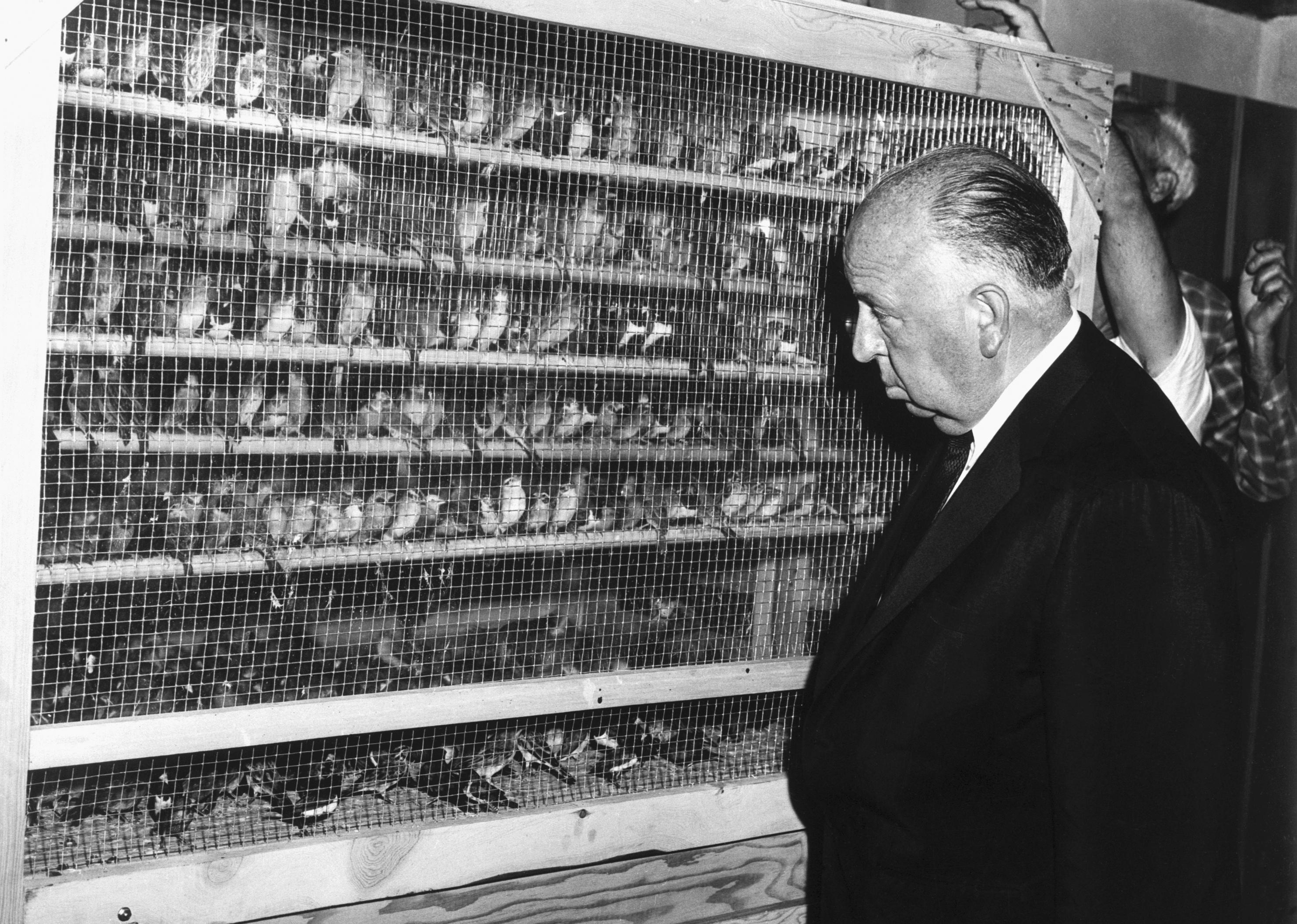 Alfred Hitchcock inspects finches appearing in his new film The Birds.