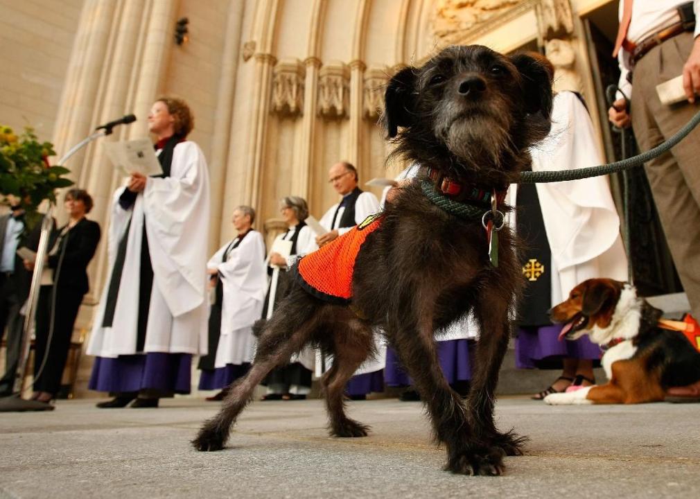 A close up of a dog with church members in white robes behind him.