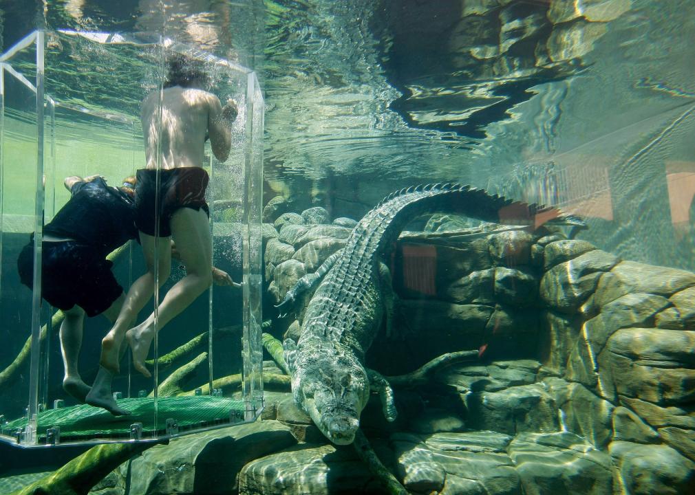 Two people in the "Cage of Death" in the crocodile enclosure at Crocosaurus Cove.