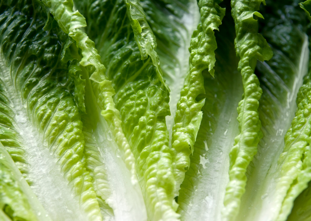 Romaine lettuce leaves.