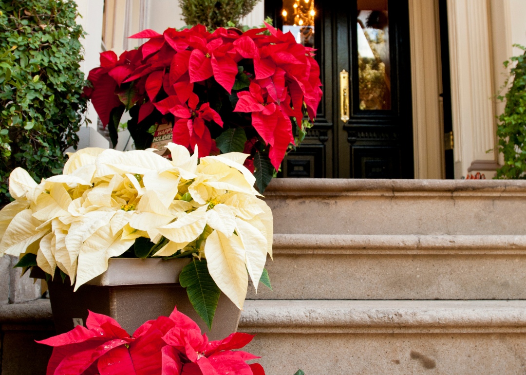 Red and white flowers leading up a staircase to a front door.