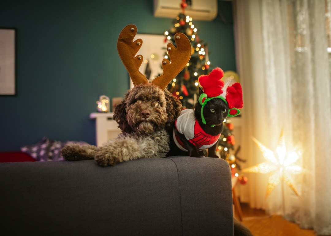 A fluffy dog and a black cat wearing holiday costumes in front of a tree.