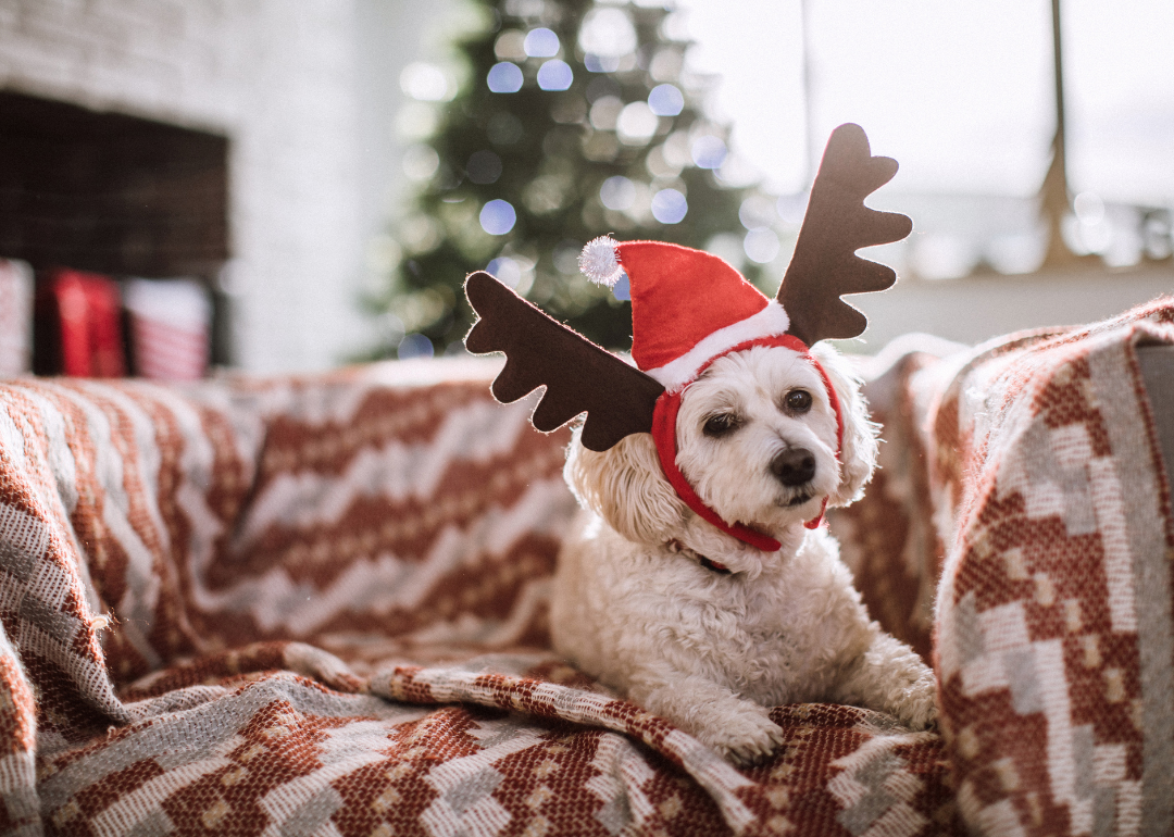 A small white dog wearing a Santa hat and reindeer antlers with a Christmas tree in the background.