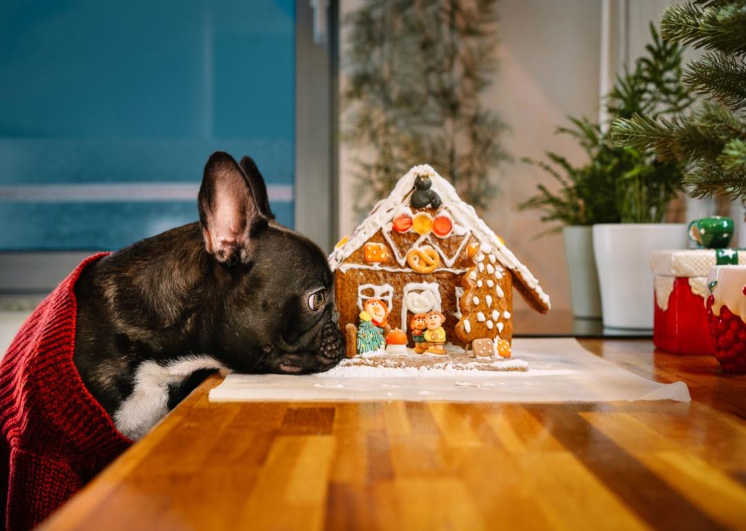 A small black dog wearing a red sweater rests his head on a table next to a gingerbread house.
