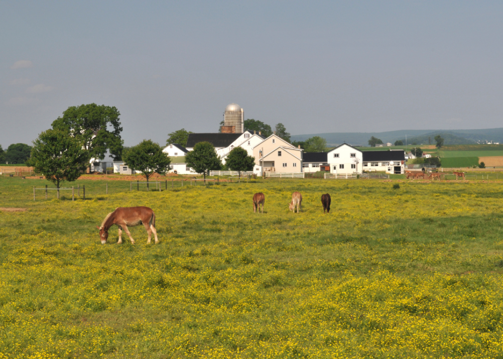 Donkeys and home on a farm in Lancaster, Pennsylvania.