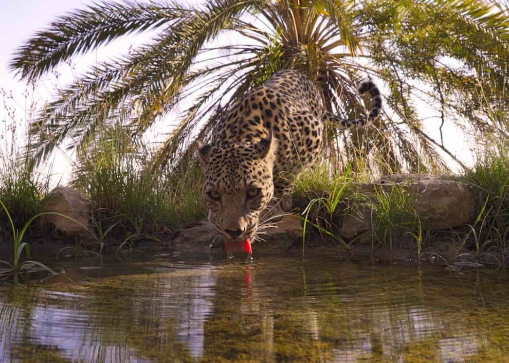 A leopard drinking water.