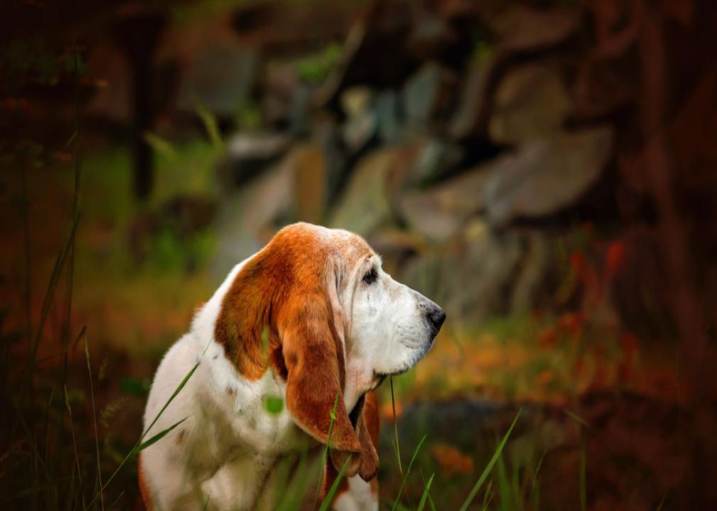 A Basset Hound looking to the side.