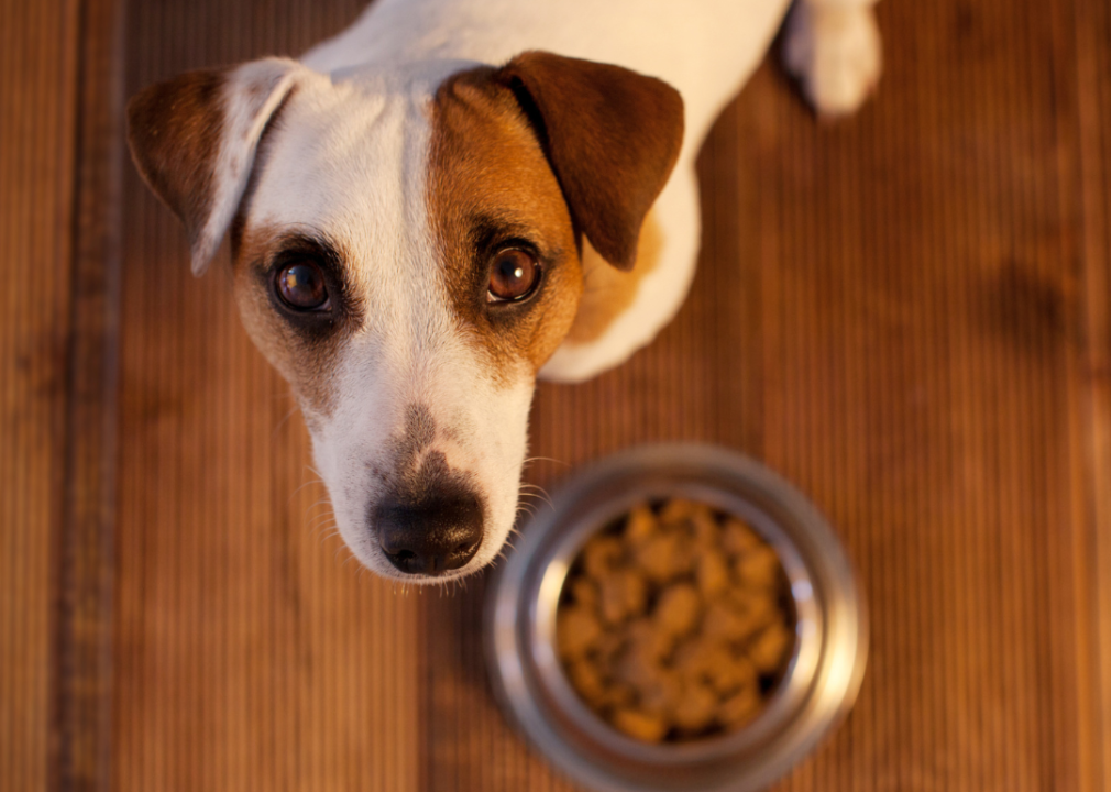 Small dog staring up at owner next to full food bowl.
