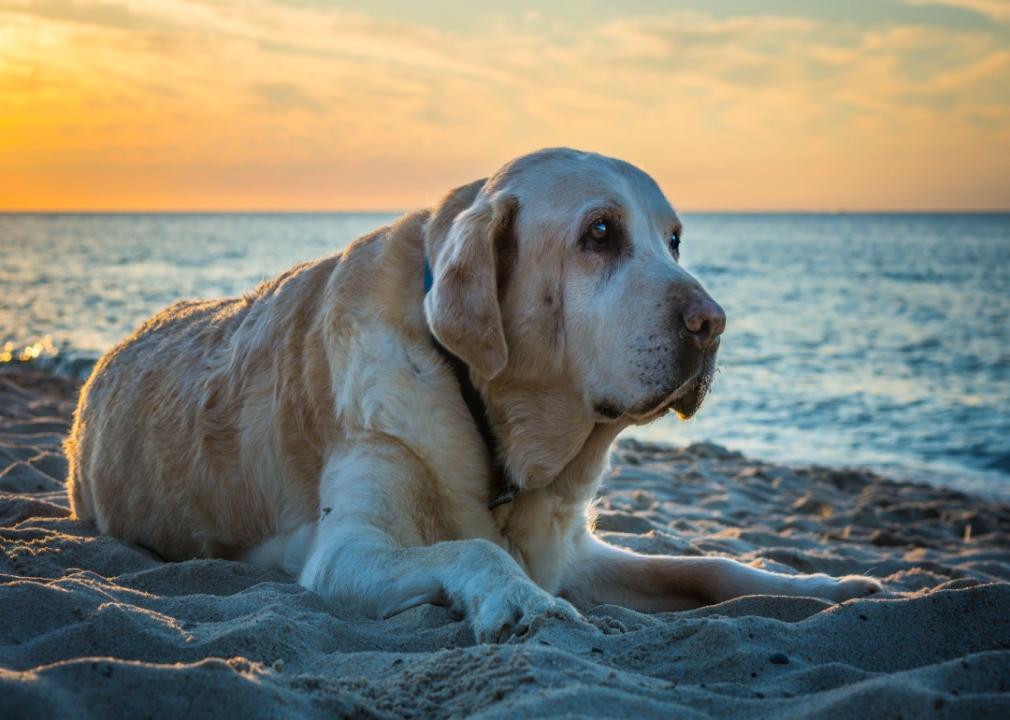 Big yellow Labrador sitting on the beach at sunset.