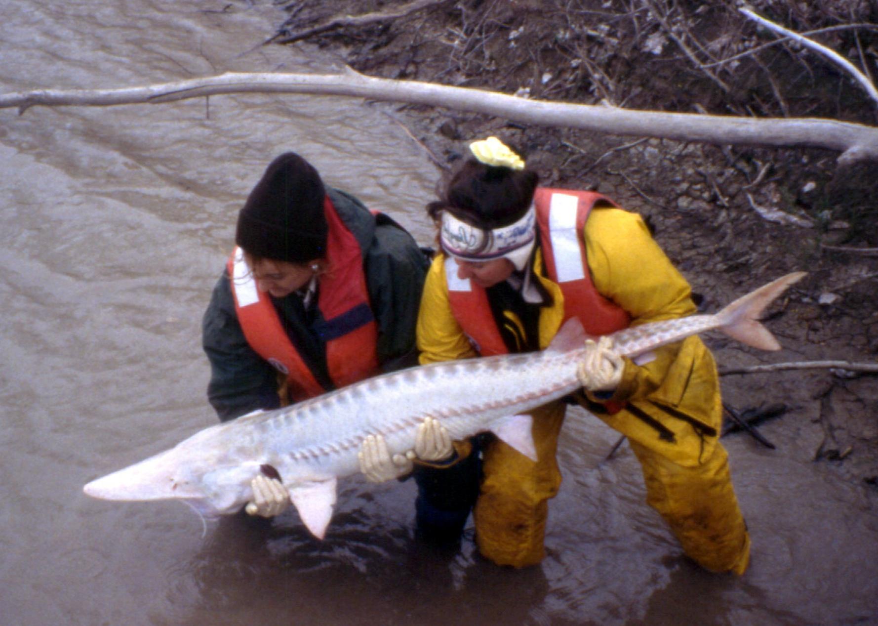 USFWS employees release a pallid sturgeon into the Yellowstone River.