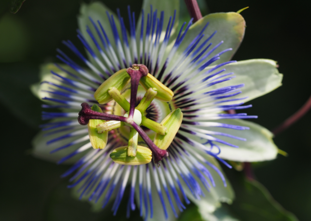croppedPassionFlower97ODpng
