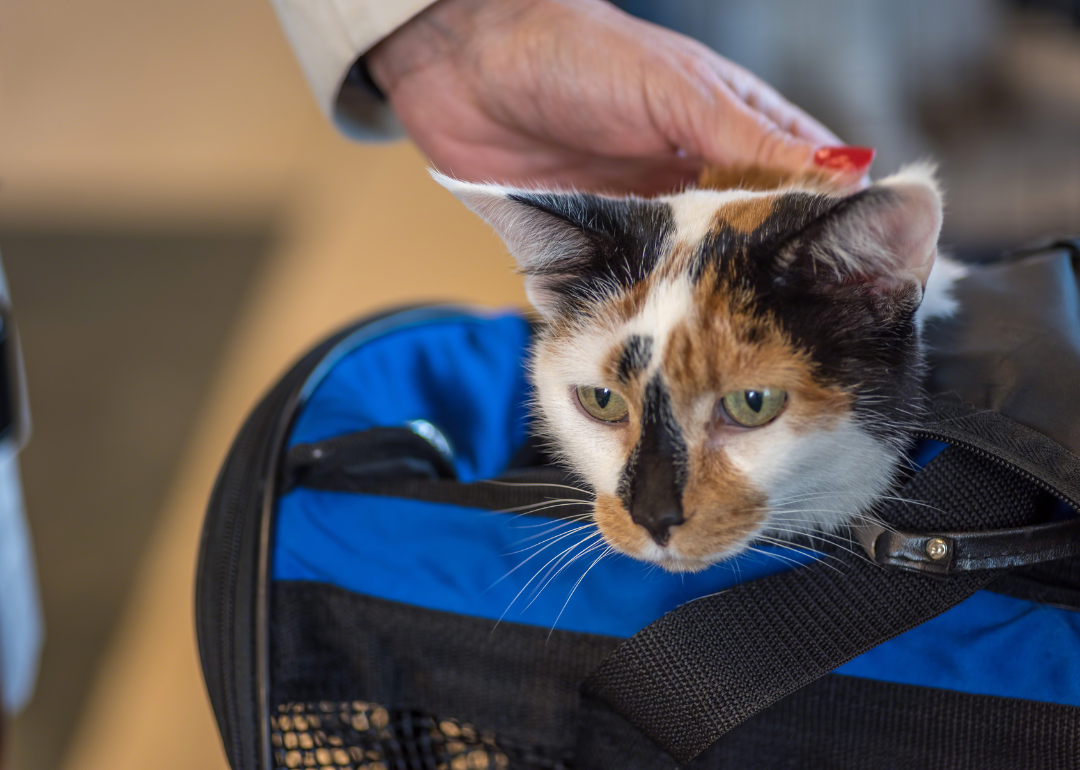 A cat popping it's head up out of a blue carrier bag touching a person's hand.