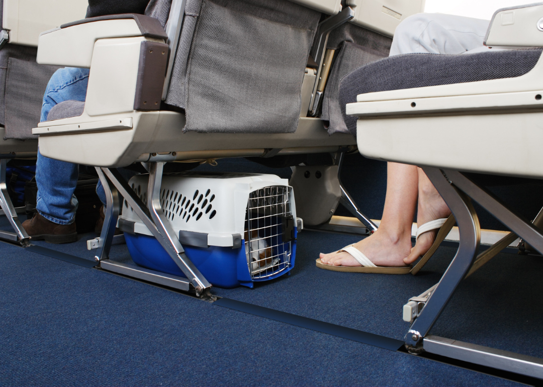 A small dog in a carrier under an airplane seat.