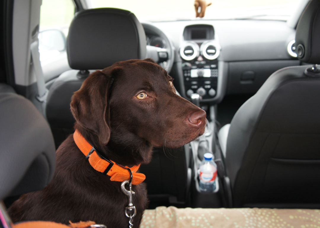 A brown dog wearing a leash in the car.