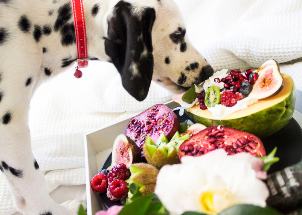 Dog eating fresh fruit.