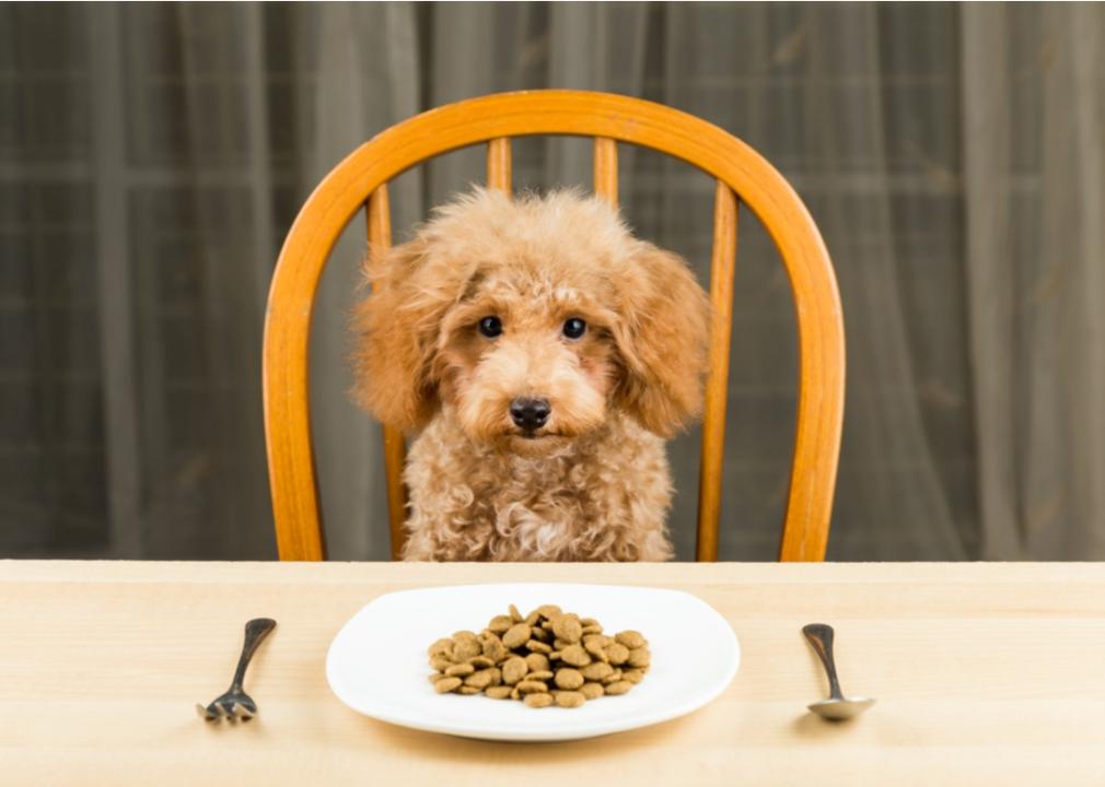 Cute small dog sitting in a chair at the table with his food and utensils.