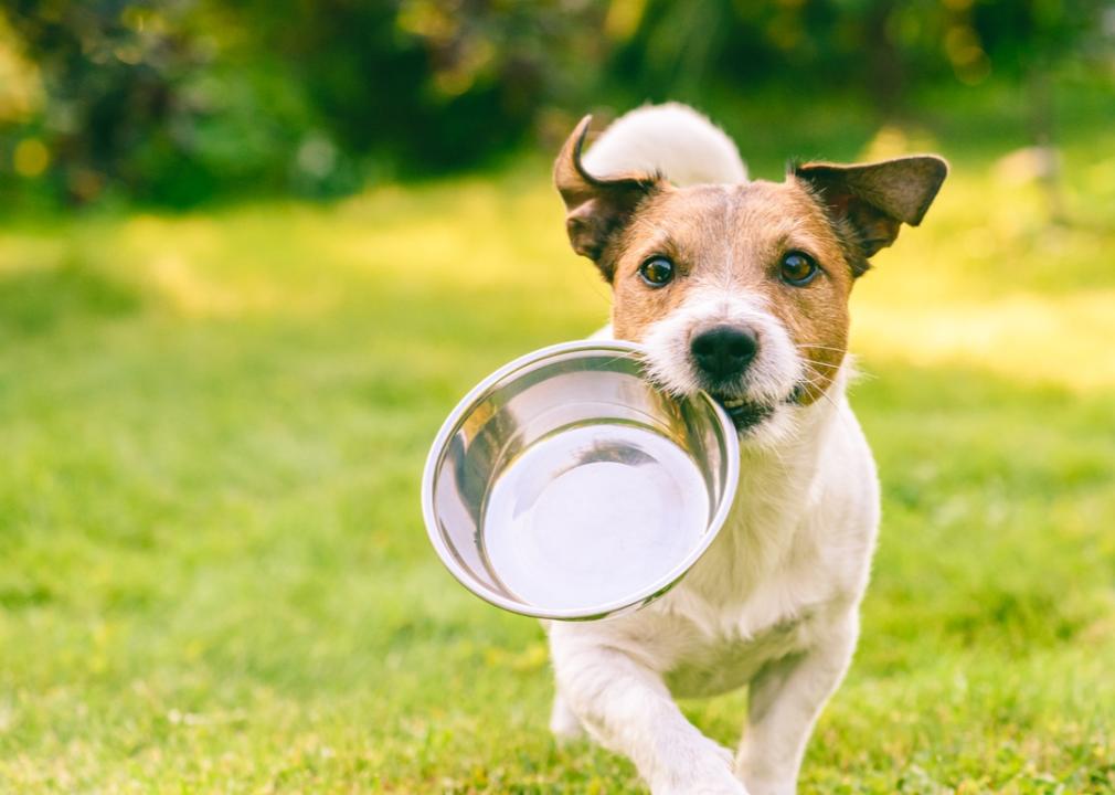 Small dog running with empty food bowl in his mouth.