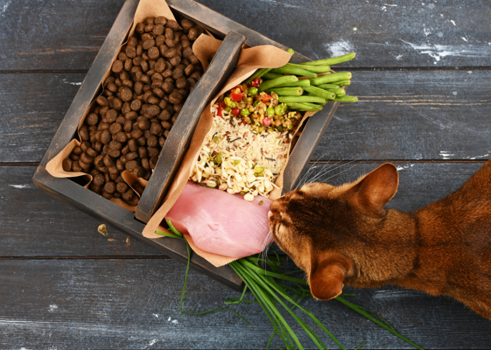 Cat eating healthy homemade meal on one side and dry food on the other.