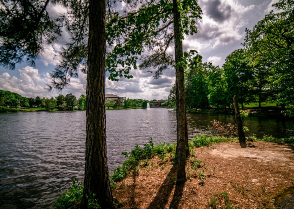 Tall trees by a lake.