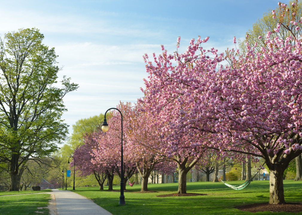 A park with blooming cherry blossom trees.