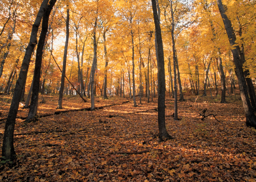 Fall trees in the forest.