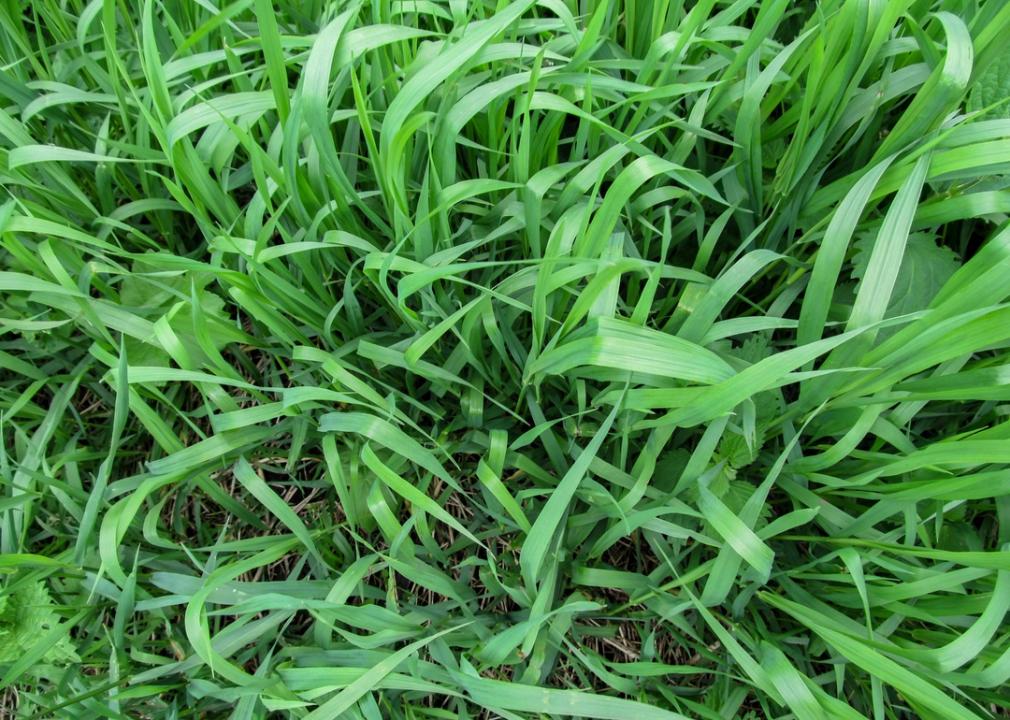 Thick patch of green Quackgrass.