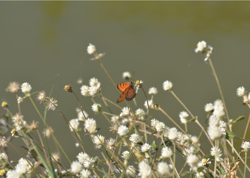 Orange butterfly fluttering above Alligatorweed.