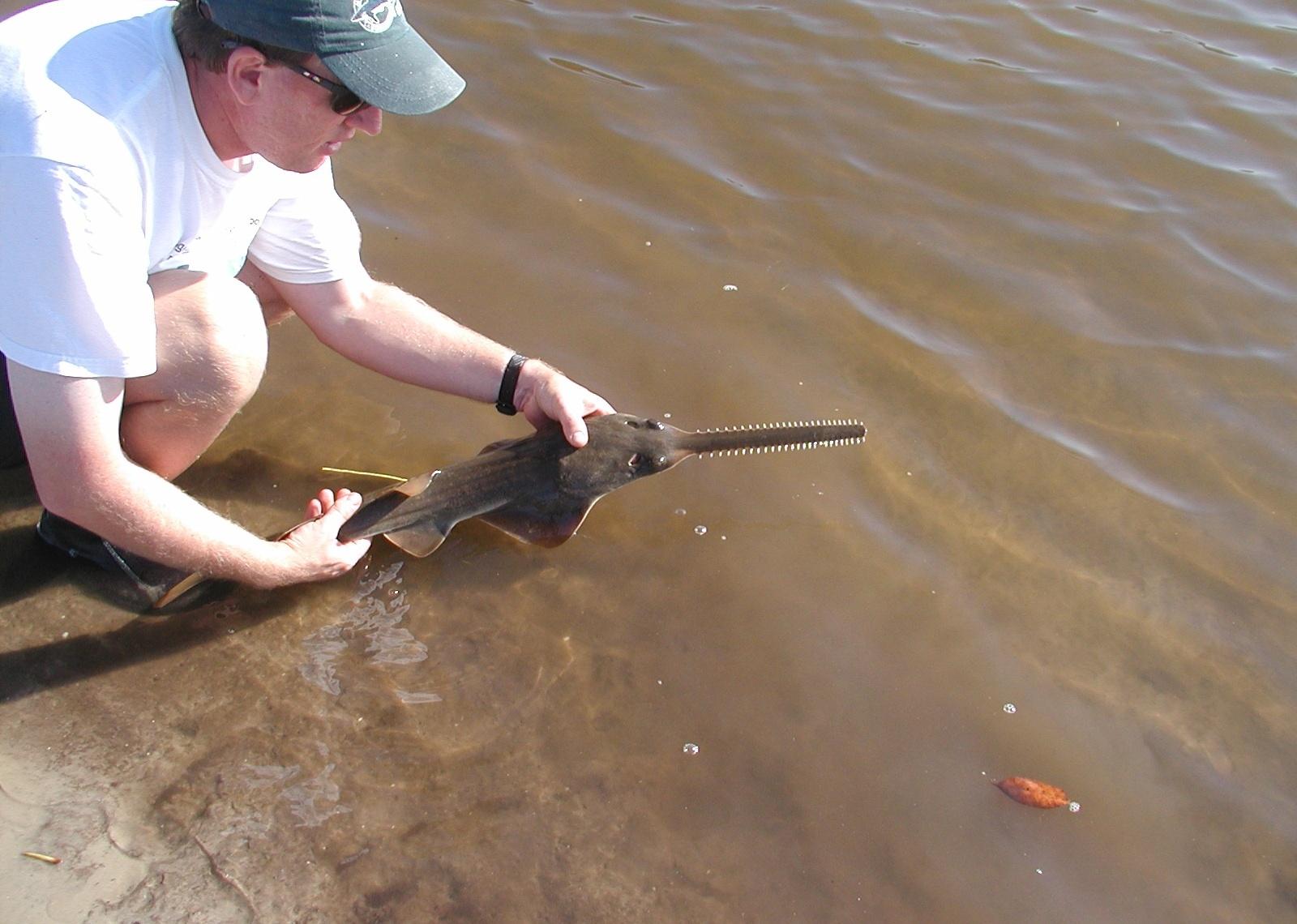 A juvenile smalltooth sawfish being released.
