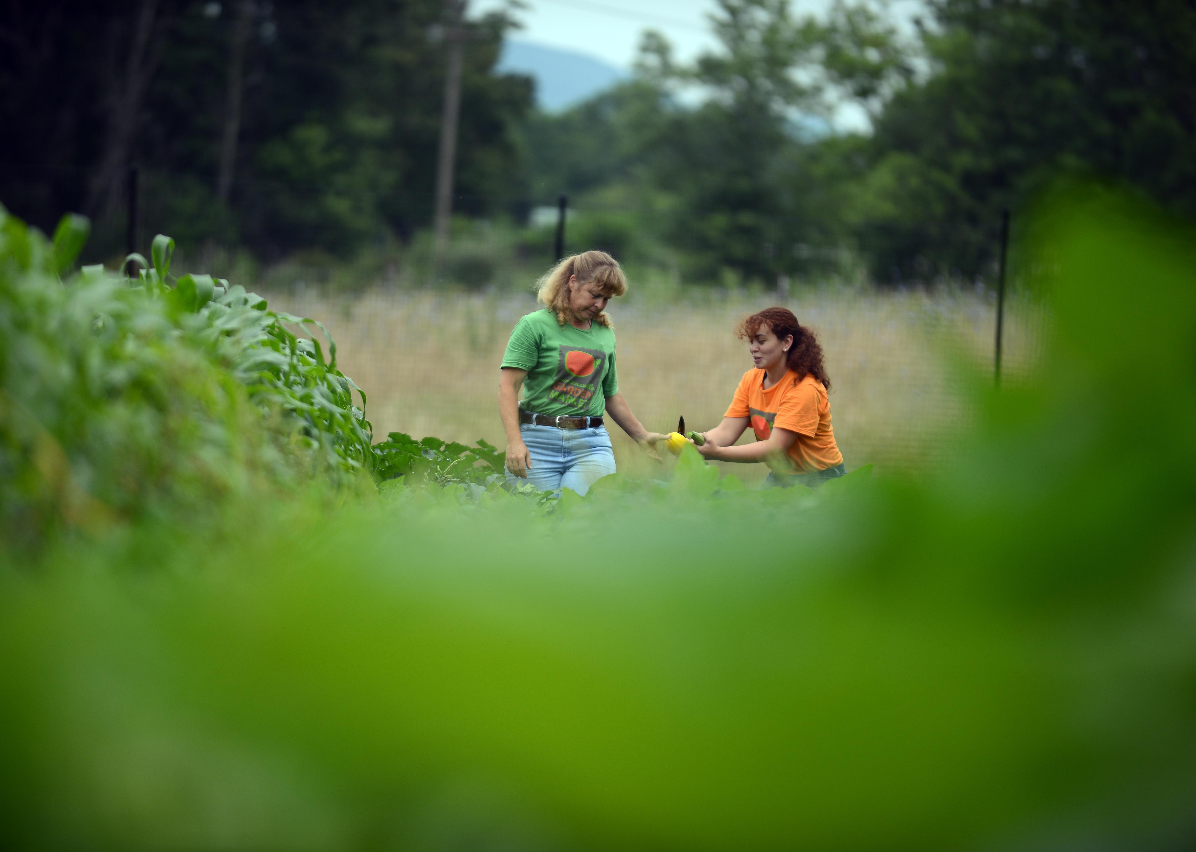 Two women are picking vegetables at a non-profit farm.