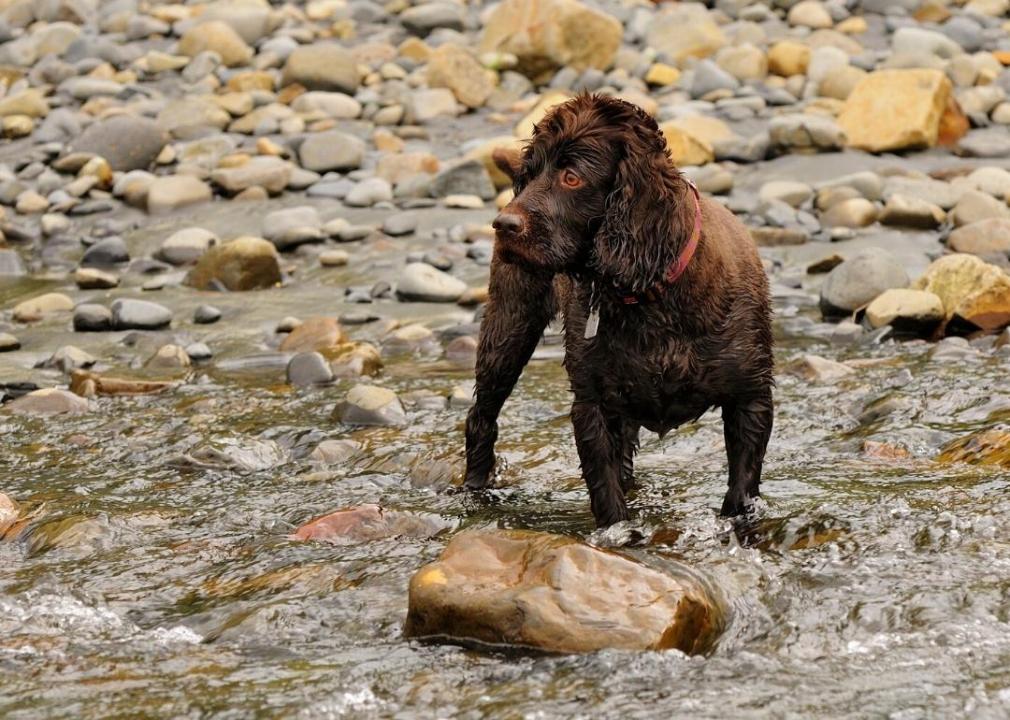 #1. Bella