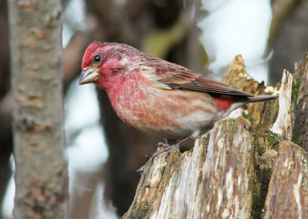 It's National Bird Day! Here Are 50 of the Most Commonly Seen Birds in North Carolina